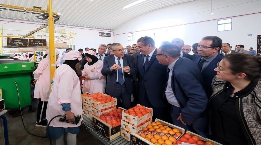 Les agrumes marocains entrent officiellement sur le marché japonais الحوامض المغربية تدخل السوق اليابانية رسميًا