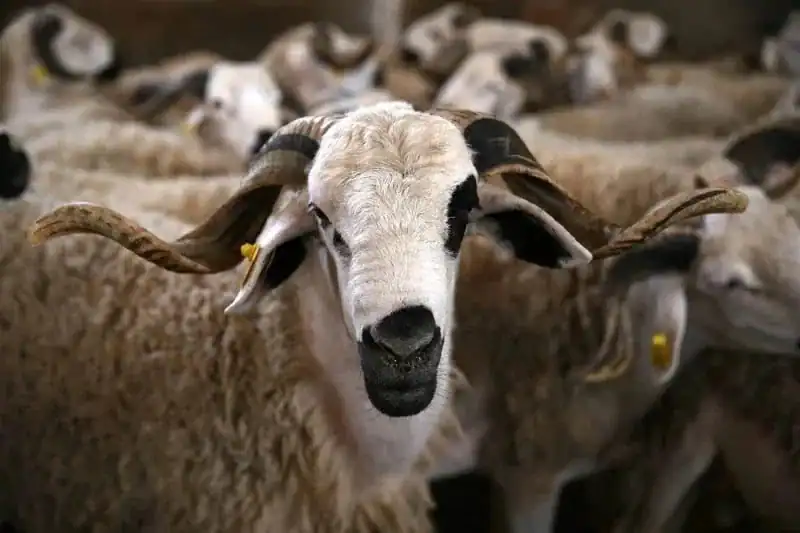 Le Maroc ferme les marchés aux bestiaux en réponse à une directive royale à l’approche de l’Aïd al-Adha المغرب يغلق أسواق الأضاحي قبيل عيد الأضحى تنفيذًا لأمر ملكي