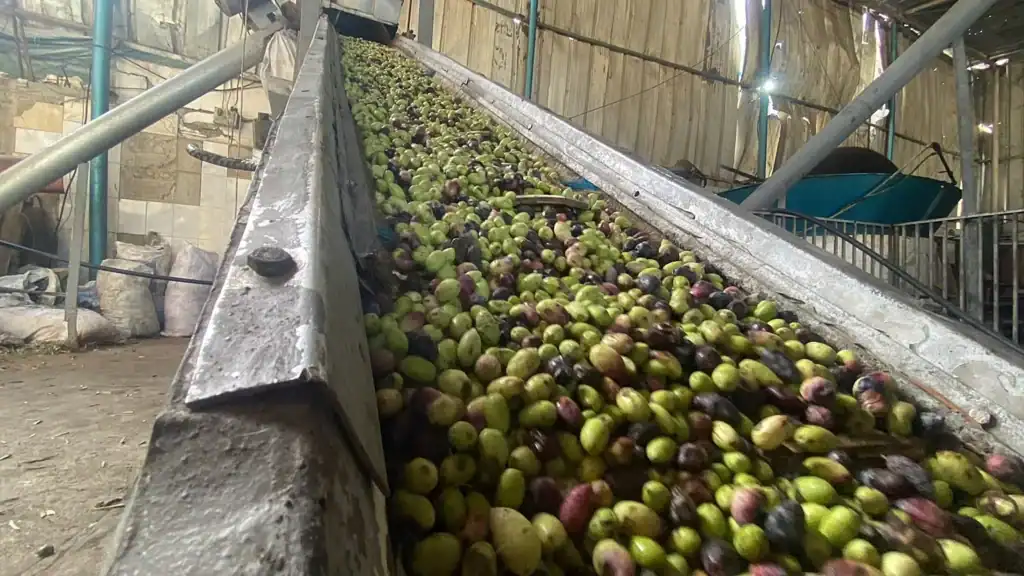 Des oliviers chargés de fruits dans la plaine de Sabra, à la périphérie de Nador, avec des agriculteurs en train de récolter