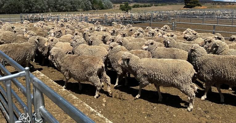 إحصاء جزئي للأغنام بشمال المغرب يثير الجدل حول دعم مزعوم إحصاء جزئي للأغنام بشمال المغرب يثير الجدل حول دعم مزعوم