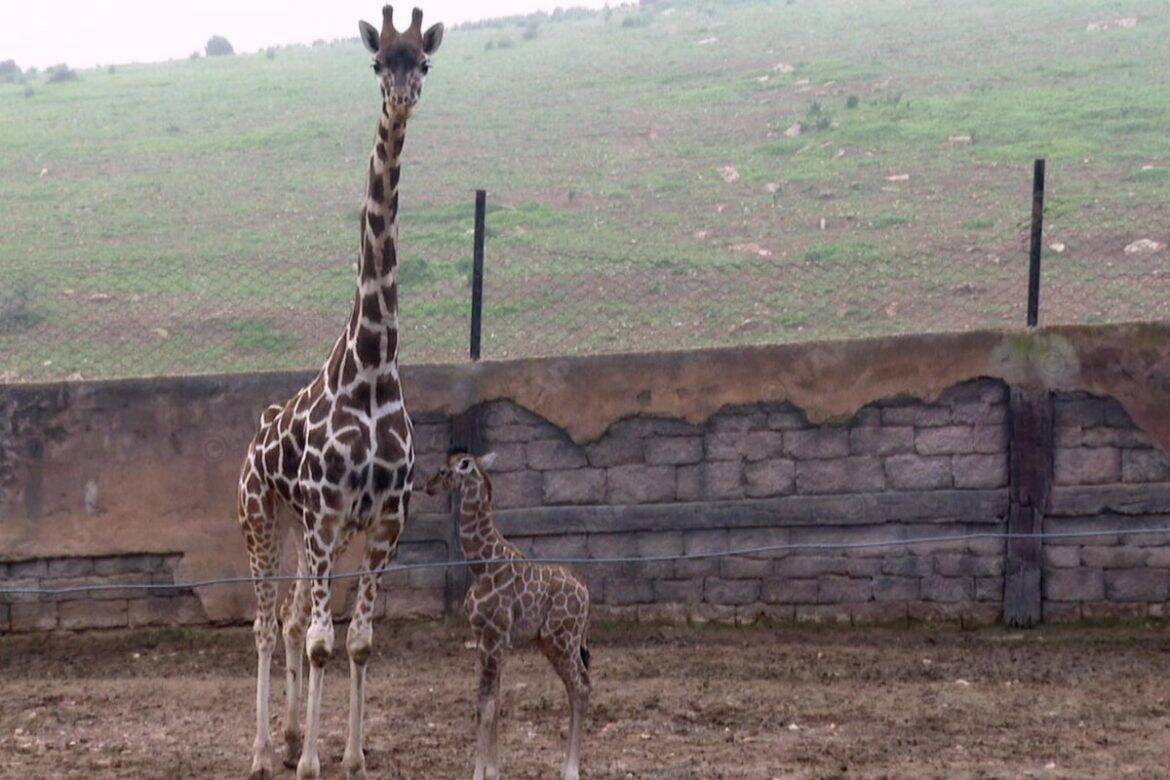 أول زرافة تولد في المغرب: تفاصيل برنامج إكثار ناجح